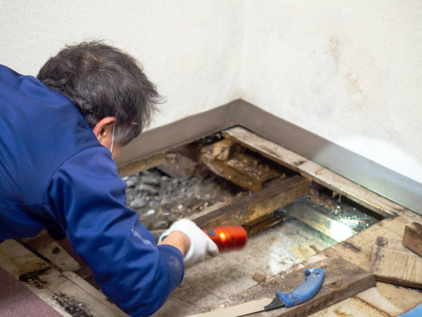 Best Mold Removal Company Near Me  in Gallitzin, PA