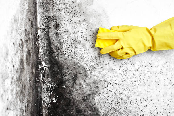 Best Mold Remediation  in Gallitzin, PA