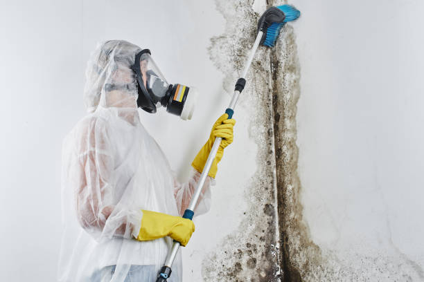 Best Home Mold Removal  in Gallitzin, PA