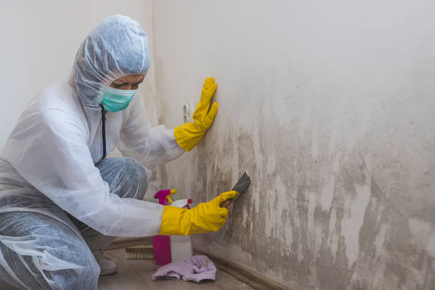 Best Toxic Mold Removal  in Gallitzin, PA