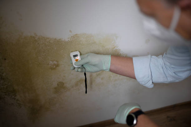 Best Mold Removal Near Me  in Gallitzin, PA