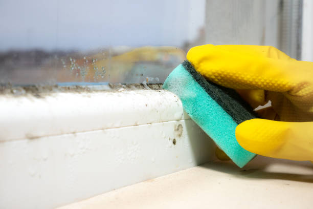 Best Home Mold Removal  in Gallitzin, PA