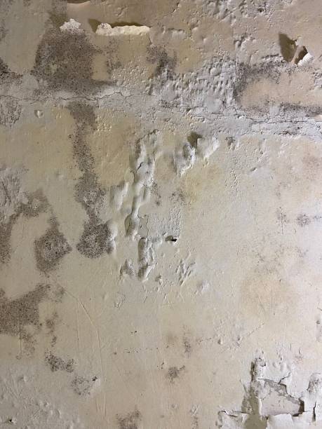 Best Local Mold Removal Service  in Gallitzin, PA