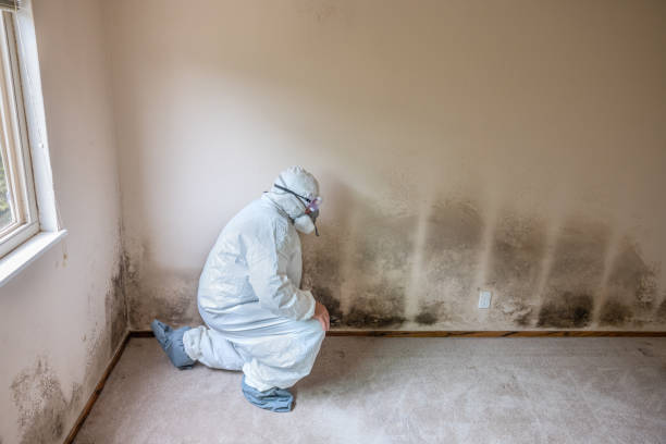 Best Mold Remediation Services  in Gallitzin, PA