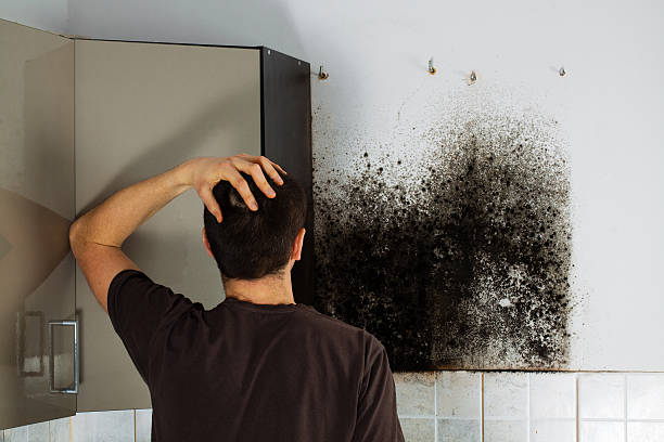 Best Toxic Mold Removal  in Gallitzin, PA