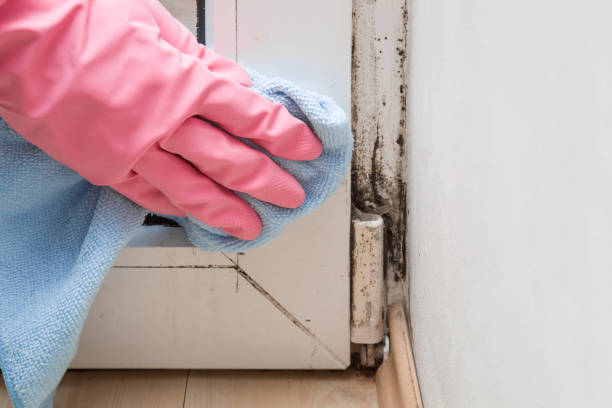 Best Fast Mold Removal  in Gallitzin, PA