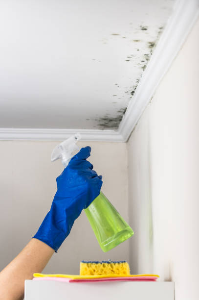 Best Mold Testing  in Gallitzin, PA