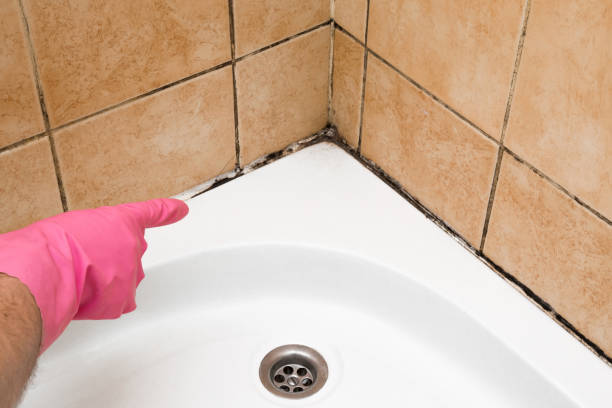 Best Residential Mold Removal  in Gallitzin, PA